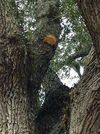 Laetiporus sulphureus image