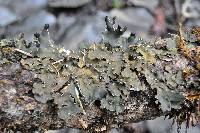 Peltigera collina image