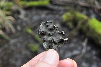 Peltigera collina image