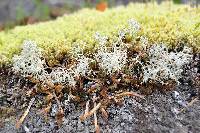 Cladonia portentosa image