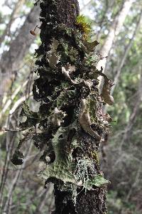 Lobaria pulmonaria image