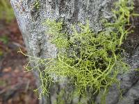 Letharia vulpina image