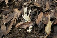 Clavaria fragilis image