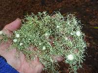 Usnea intermedia image