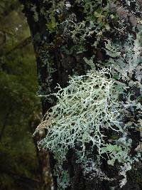 Evernia prunastri image