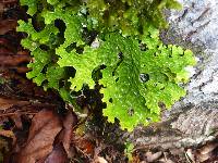 Lobaria pulmonaria image