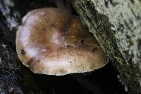 Pluteus cervinus image