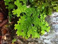 Lobaria pulmonaria image