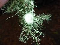 Usnea intermedia image