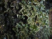 Peltigera collina image