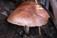 Pluteus cervinus image