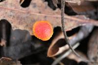 Mycena acicula image