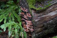 Fomitopsis cajanderi image