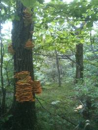 Laetiporus sulphureus image