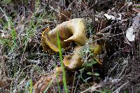 Omphalotus olivascens image