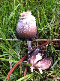 Coprinus comatus image