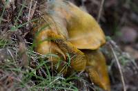 Omphalotus olivascens image