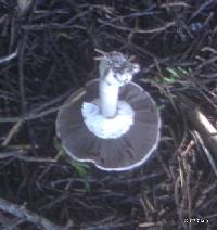 Agaricus hondensis image