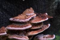 Fomitopsis cajanderi image