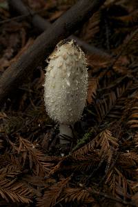 Coprinus comatus image