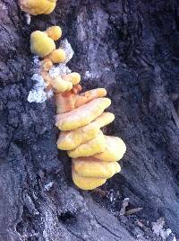 Laetiporus gilbertsonii image