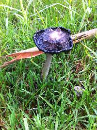 Coprinus comatus image