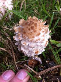 Coprinus comatus image