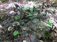Craterellus fallax image