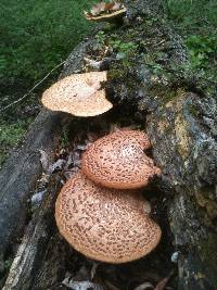 Polyporus squamosus image