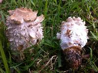 Coprinus comatus image