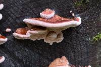 Fomitopsis cajanderi image