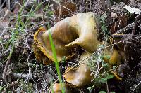 Omphalotus olivascens image