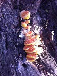 Laetiporus gilbertsonii image