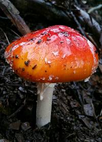 Amanita muscaria image