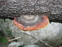 Fomitopsis pinicola image