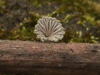 Schizophyllum commune image