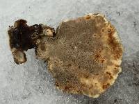 Trametes versicolor image