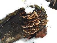 Trametes versicolor image