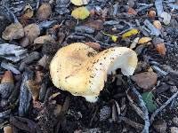 Lactarius alnicola image