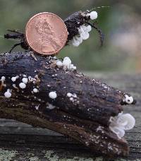 Hemimycena candida image