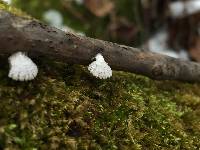 Schizophyllum commune image