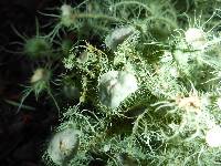 Usnea intermedia image