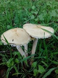 Stropharia ambigua image