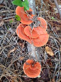 Pycnoporus sanguineus image