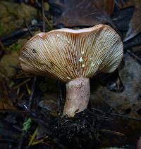 Lactarius xanthogalactus image