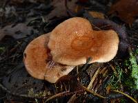 Lactarius xanthogalactus image