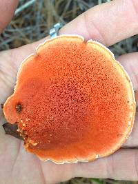 Pycnoporus sanguineus image