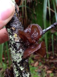 Auricularia auricula-judae image