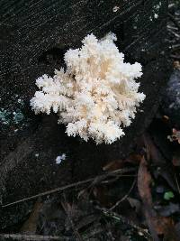 Hericium coralloides image