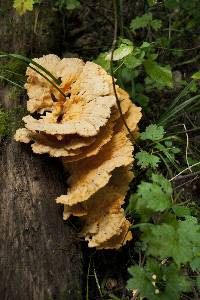 Laetiporus sulphureus image